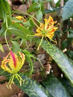 Besuch der Orchideenfarm