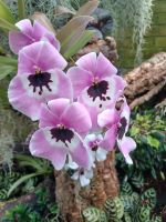 Besuch der Orchideenfarm