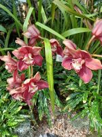 Besuch der Orchideenfarm