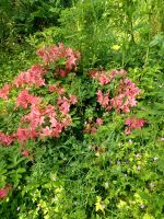 Besuch schöner Gärten 