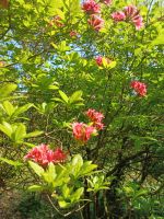 Besuch schöner Gärten 