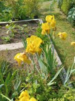 Besuch schöner Gärten 