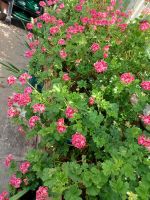 Besuch schöner Gärten 