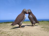 Gewebte Papageientaucher in der Plemont Bay