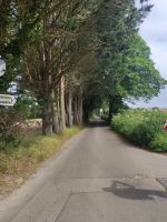 Green Lanes - Die Bäume haben eine tunnelartige Form