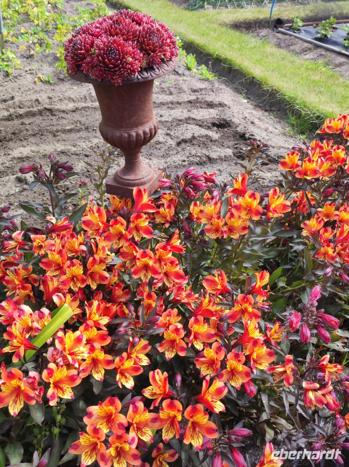 Privatgarten auf Jersey