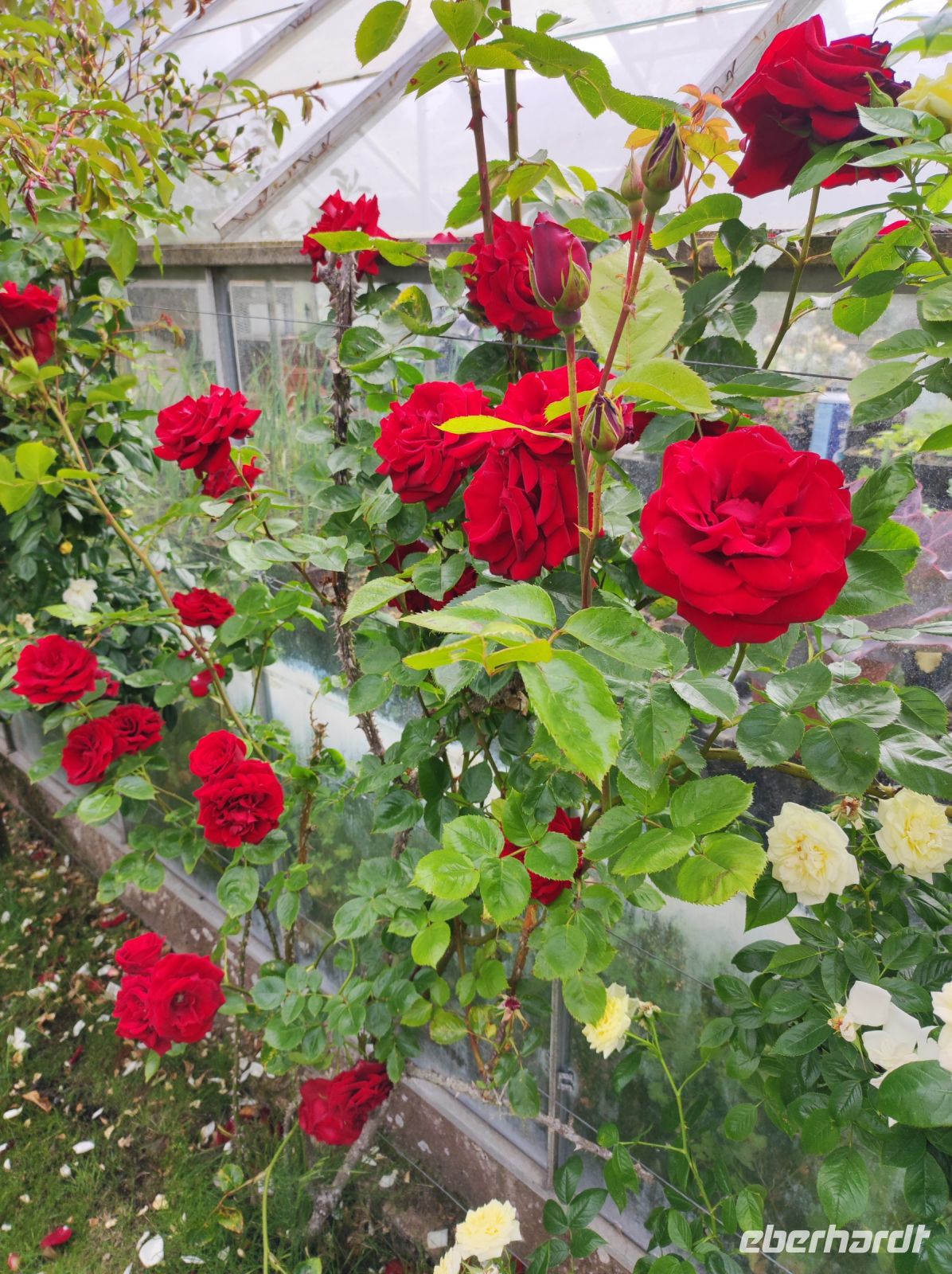 Privatgarten auf Jersey