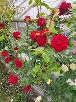 Privatgarten auf Jersey