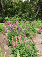 Privatgarten auf Jersey