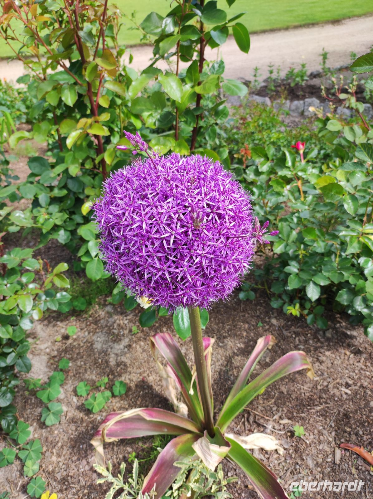 Privatgarten auf Jersey