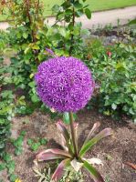 Privatgarten auf Jersey