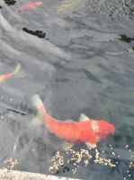 Privatgarten auf Jersey