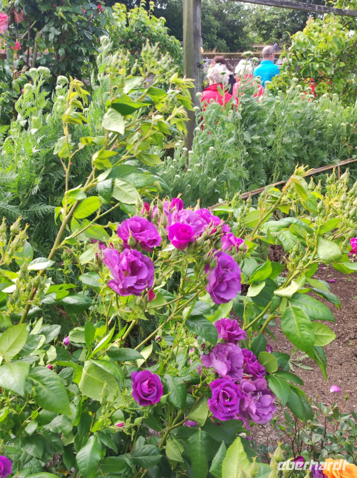 Privatgarten auf Jersey