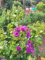 Privatgarten auf Jersey