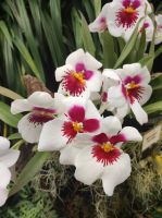 Eric Young Orchid Foundation