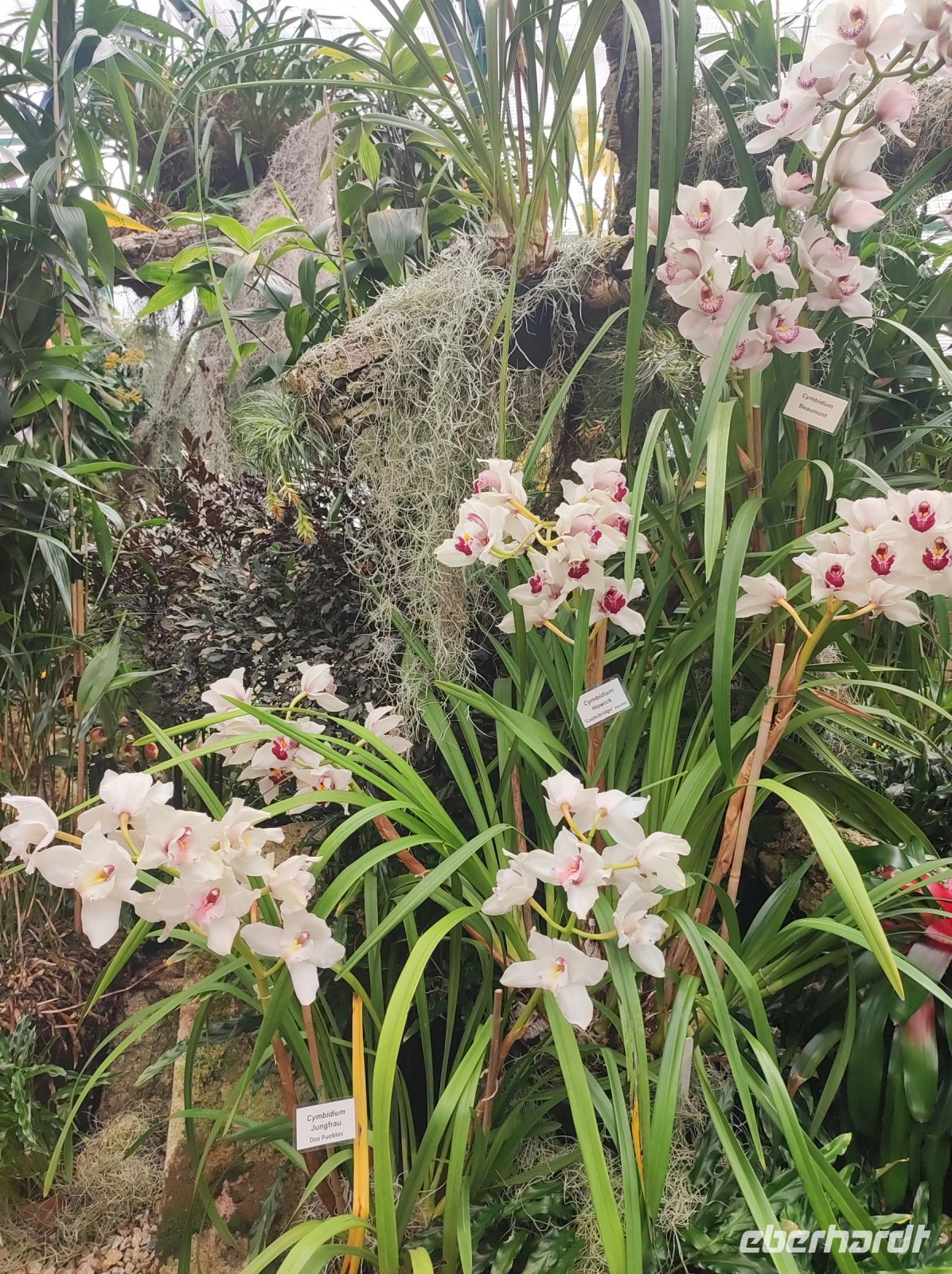 Eric Young Orchid Foundation