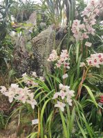 Eric Young Orchid Foundation