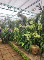 Eric Young Orchid Foundation