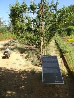 Samares Manor - Apfelarche