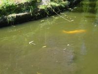 Samares Manor - Koi - Karpfen