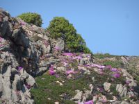 Jersey - Blumenpracht an der Küste