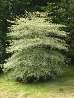 ... mit tollen Sträuchern...