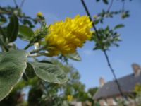 ... dem Ananasstrauch...