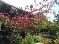 ... exotische Pflanzen...