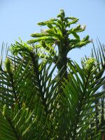 .. seltene Pflanze aus Australien...