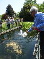 ... der Hausherr füttert gern selbst seine Koi-Karpfen.