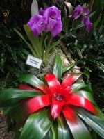 ... prachtvolle Bromelie...