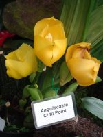 ... nie gesehene Orchideen ...