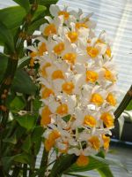 ... tolle Blütenpracht...