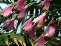 ... prachtvolle Seltenheiten...