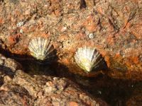 Strandleben zwischen Ebbe und Flut...