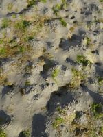 ... lebendes Watt...