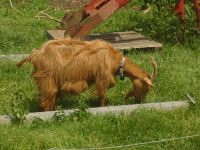 ... und die sind auch typisch auf Guernsey...