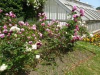 Guernsey - Candie-Garten