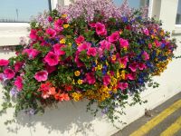 Blumenpracht auf Guernsey