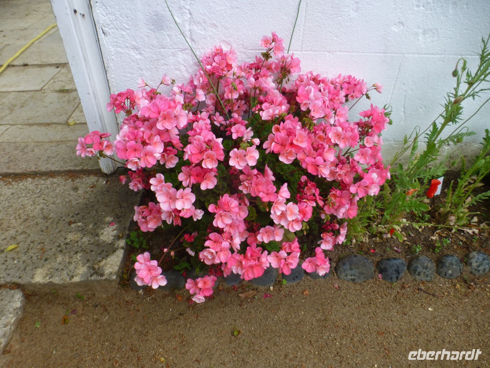 Eine andere Sorte Geranie…
