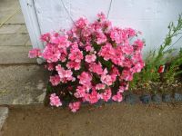 Eine andere Sorte Geranie…