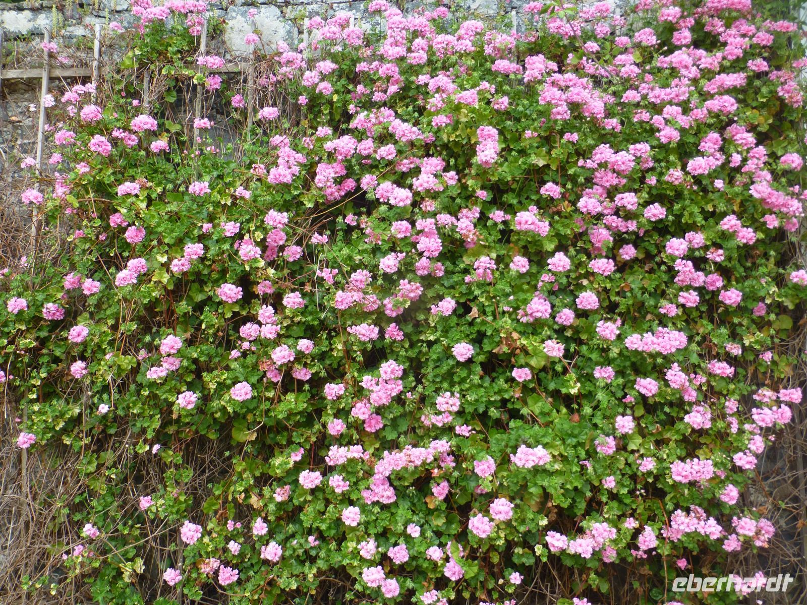 … und für diese Geranie kann es nicht hoch genug hinaus gehen. 