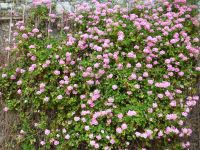 … und für diese Geranie kann es nicht hoch genug hinaus gehen. 