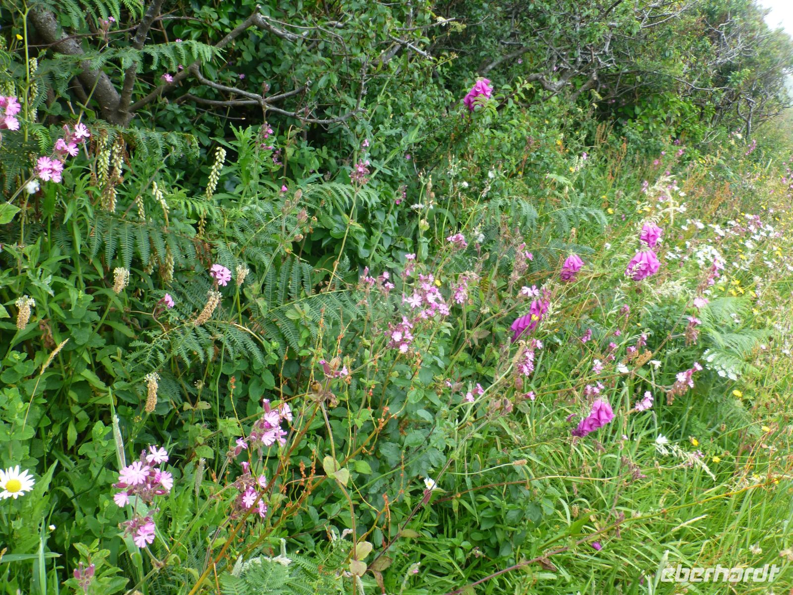 Unser Wanderweg verläuft oberhalb der Küste, begleitet von üppig blühenden Wiesenstreifen.