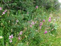 Unser Wanderweg verläuft oberhalb der Küste, begleitet von üppig blühenden Wiesenstreifen.