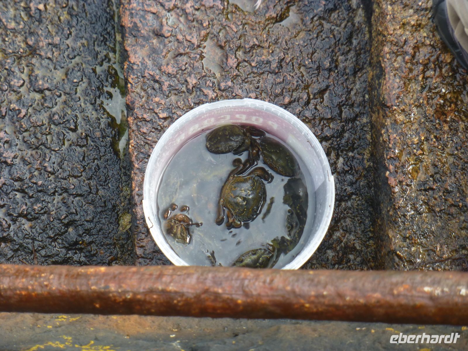 Doch das Anglerglück ist den jungen Männern gewogen, die einen Krebs nach dem anderen aus dem Wasser ziehen.