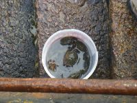 Doch das Anglerglück ist den jungen Männern gewogen, die einen Krebs nach dem anderen aus dem Wasser ziehen.