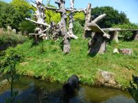 Der Jersey Zoo hat einen sehr guten Ruf. Eine einzigartige Anlage zur Nachzucht bedrohter Tierarten. 