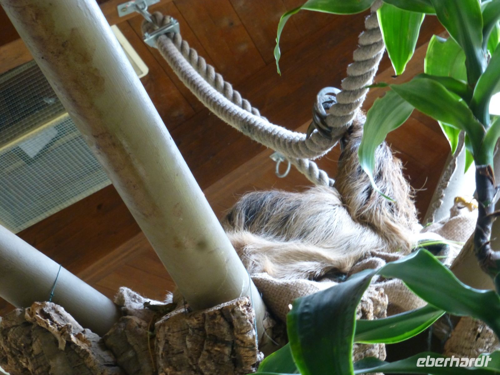 Das Faultier ist zu gar nichts zu bewegen und macht seinem Namen Ehre.