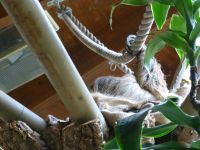 Das Faultier ist zu gar nichts zu bewegen und macht seinem Namen Ehre.